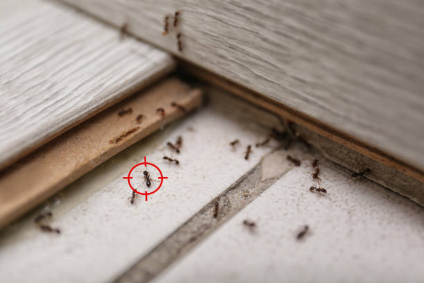 Best Bed Bug Extermination  in Silt, CO