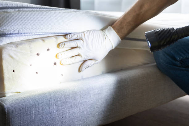 Best Pest Prevention Services  in Silt, CO