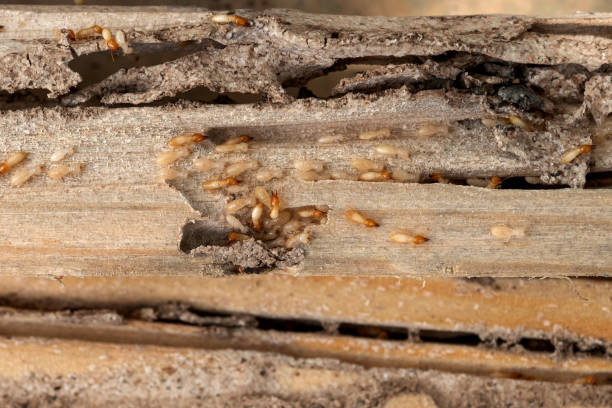 Best Bird Control  in Silt, CO