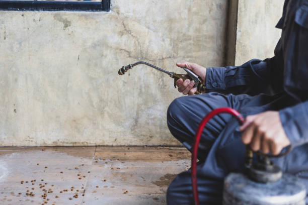 Best Flea Control Services  in Silt, CO